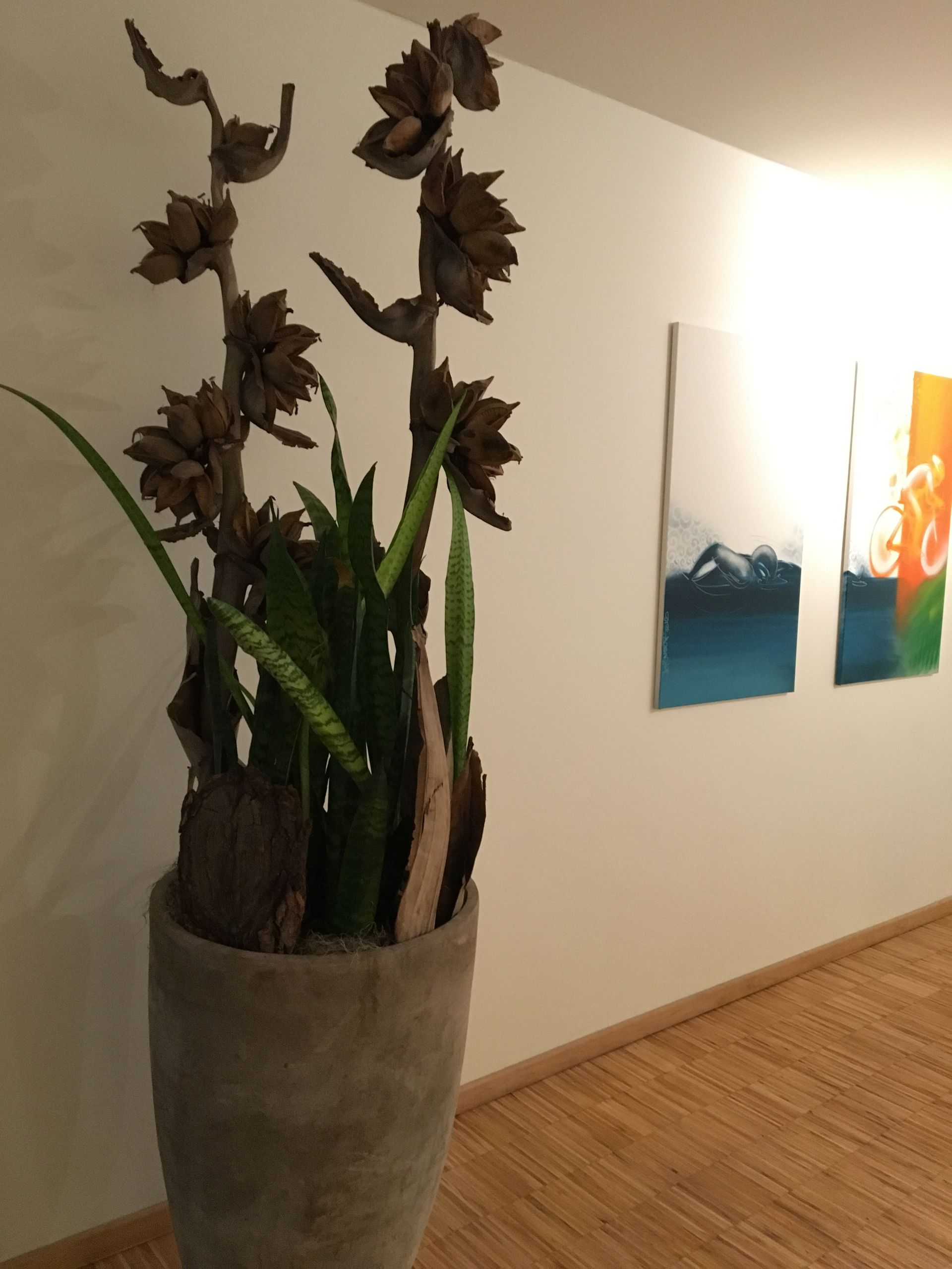 Eine Topfpflanze in einem Flur mit Gemälden an der Wand dahinter