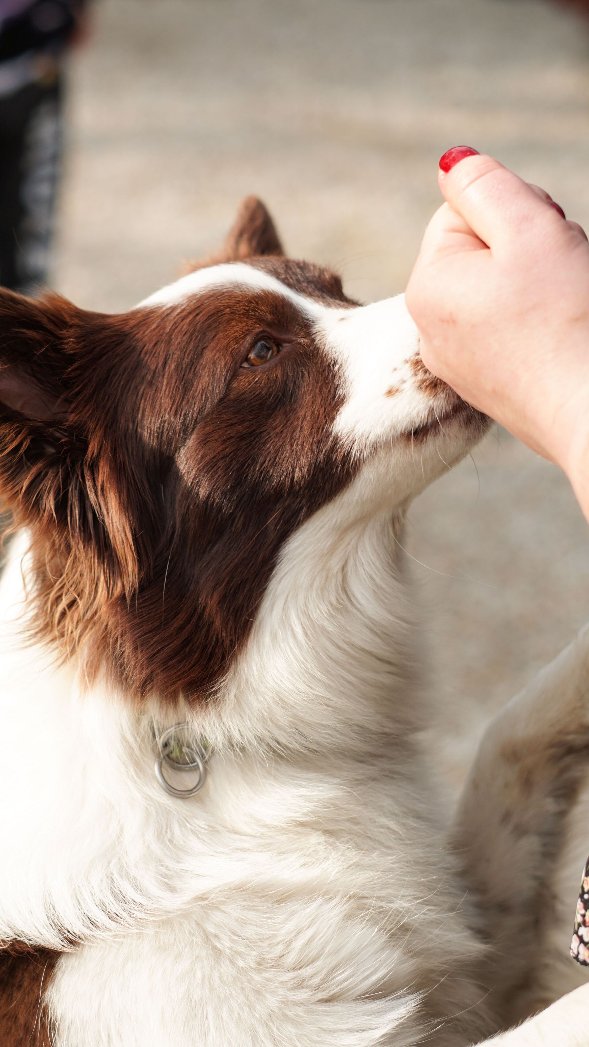Chien brun et blanc léchant une main avec du vernis à ongles rouge