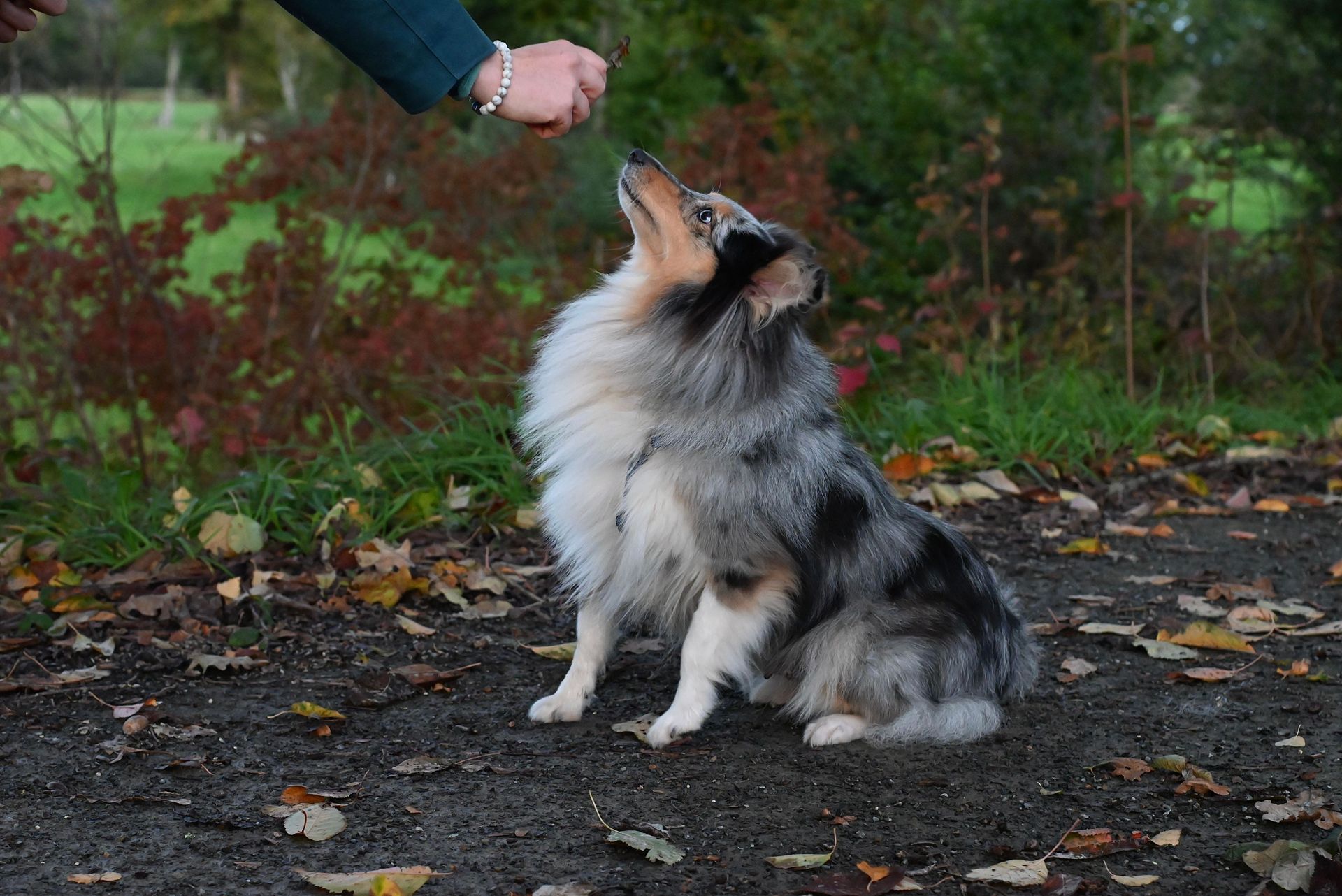 Une personne offre une friandise à un chien gris et noir assis à l'extérieur, sur un chemin.