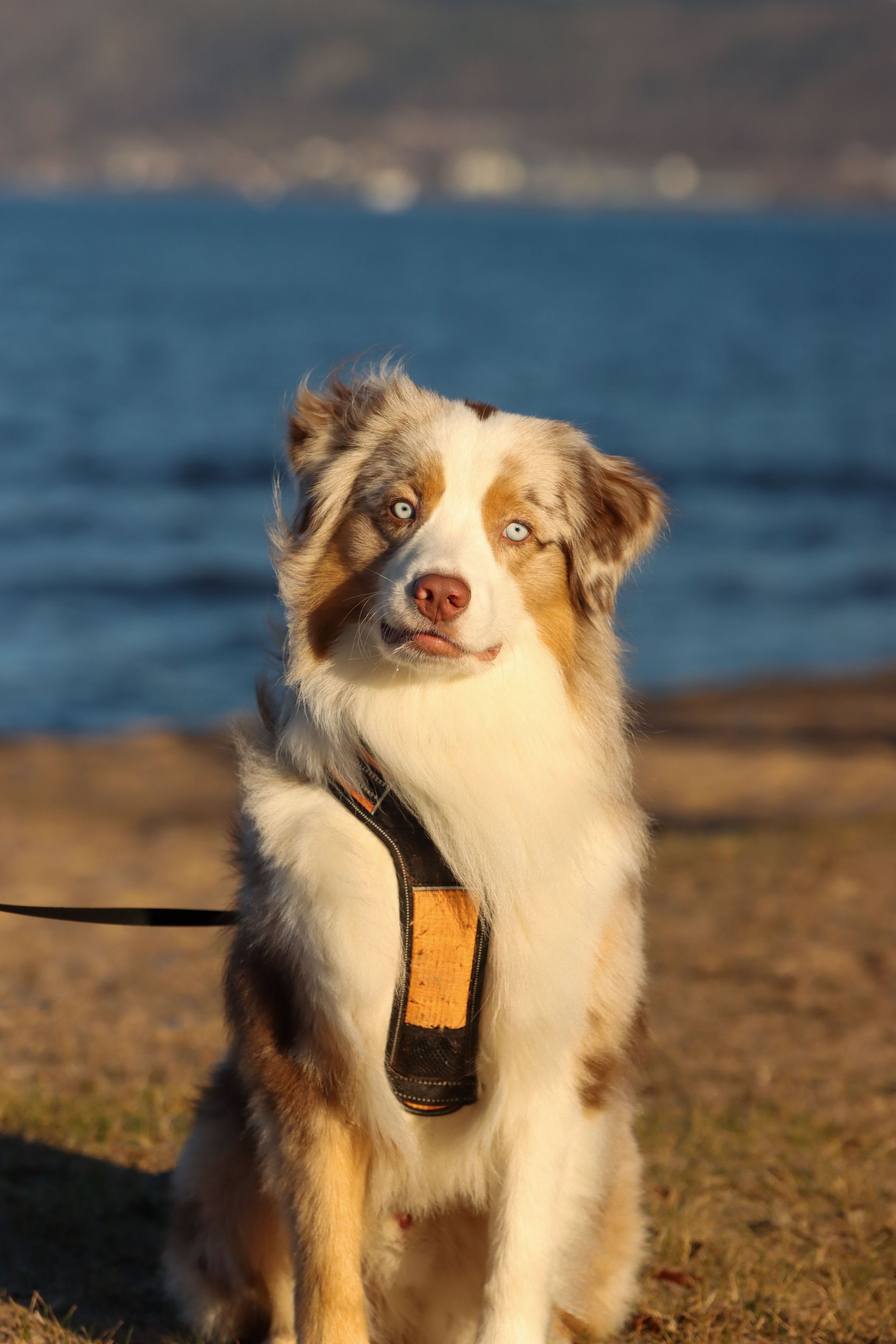 Un chien duveteux, brun et blanc, portant un harnais orange, est assis au bord de l'eau, baigné par un chaud soleil.