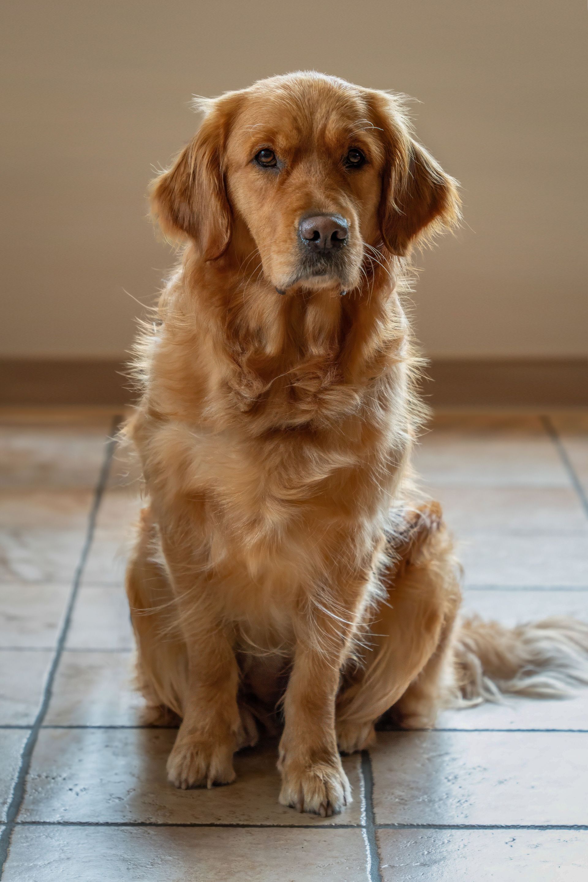 Un golden retriever assis sur un sol carrelé à l'intérieur, face à la caméra.