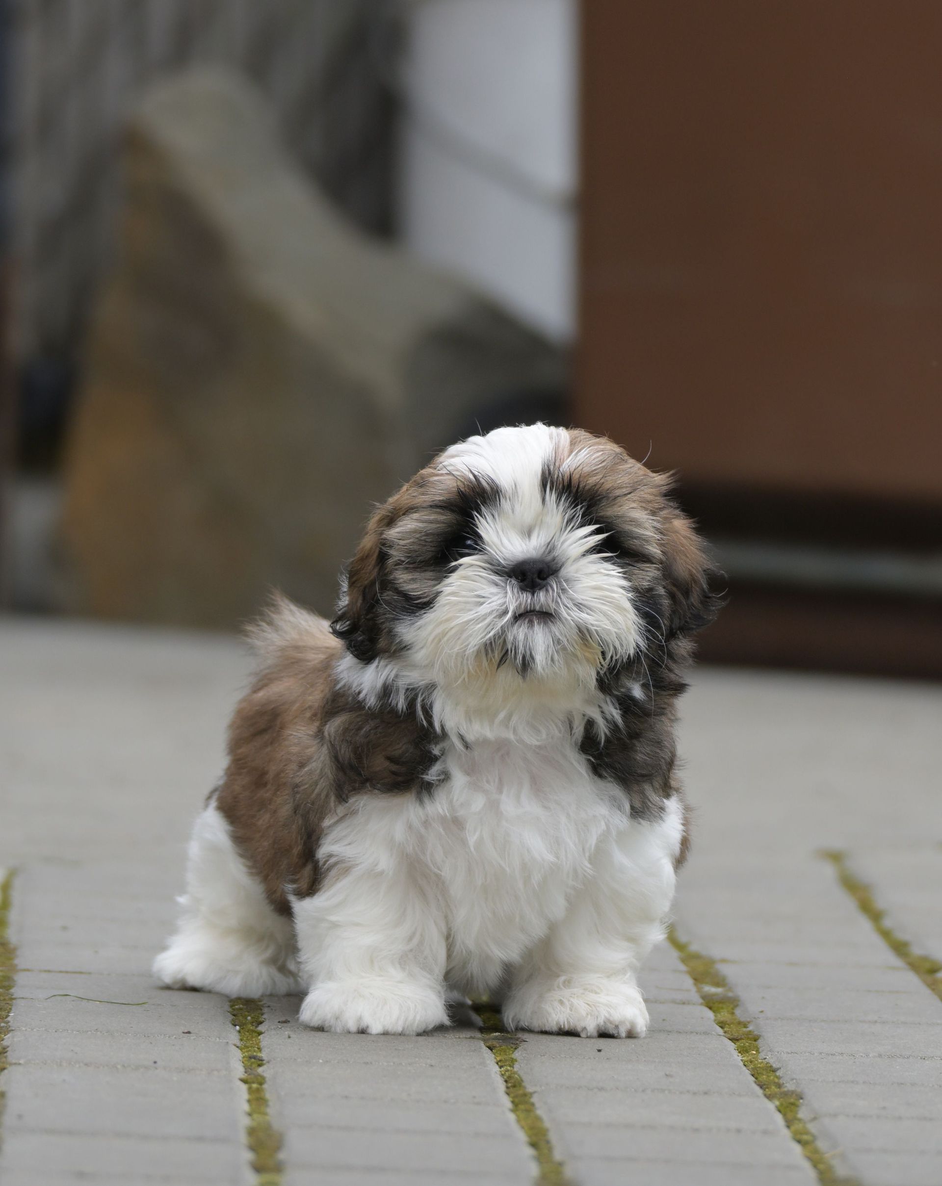 Petit chiot duveteux brun et blanc assis sur une surface pavée à l'extérieur.