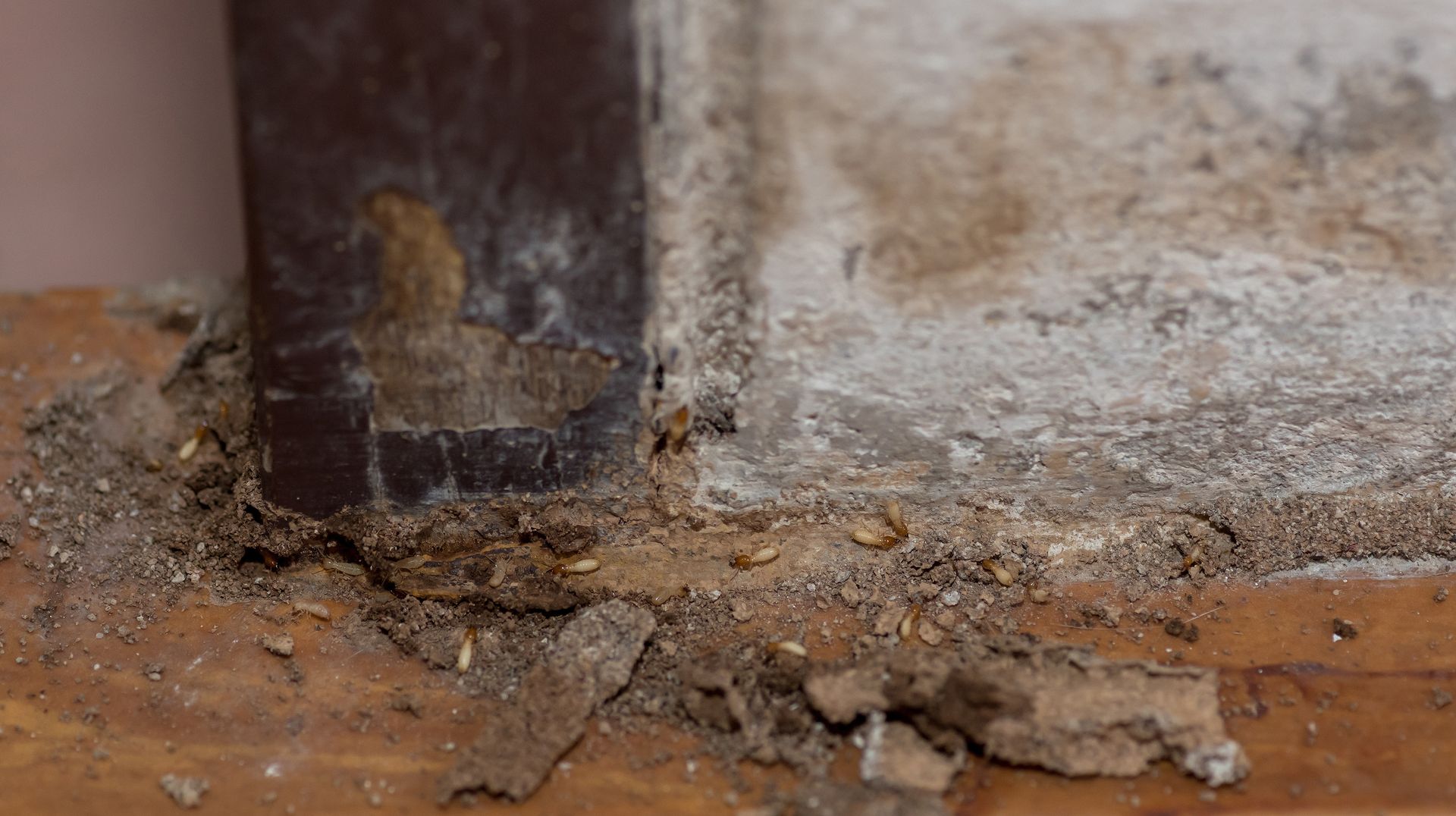 Gros plan sur les dégâts causés par les termites sur une structure en bois, avec des excréments et du bois en décomposition visibles