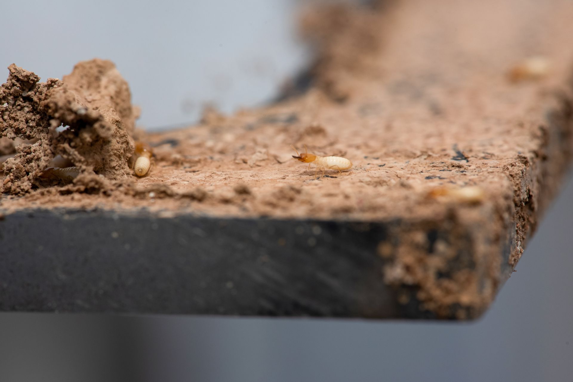 Termites sur une poutre en bois recouverte de terre et de débris, gros plan