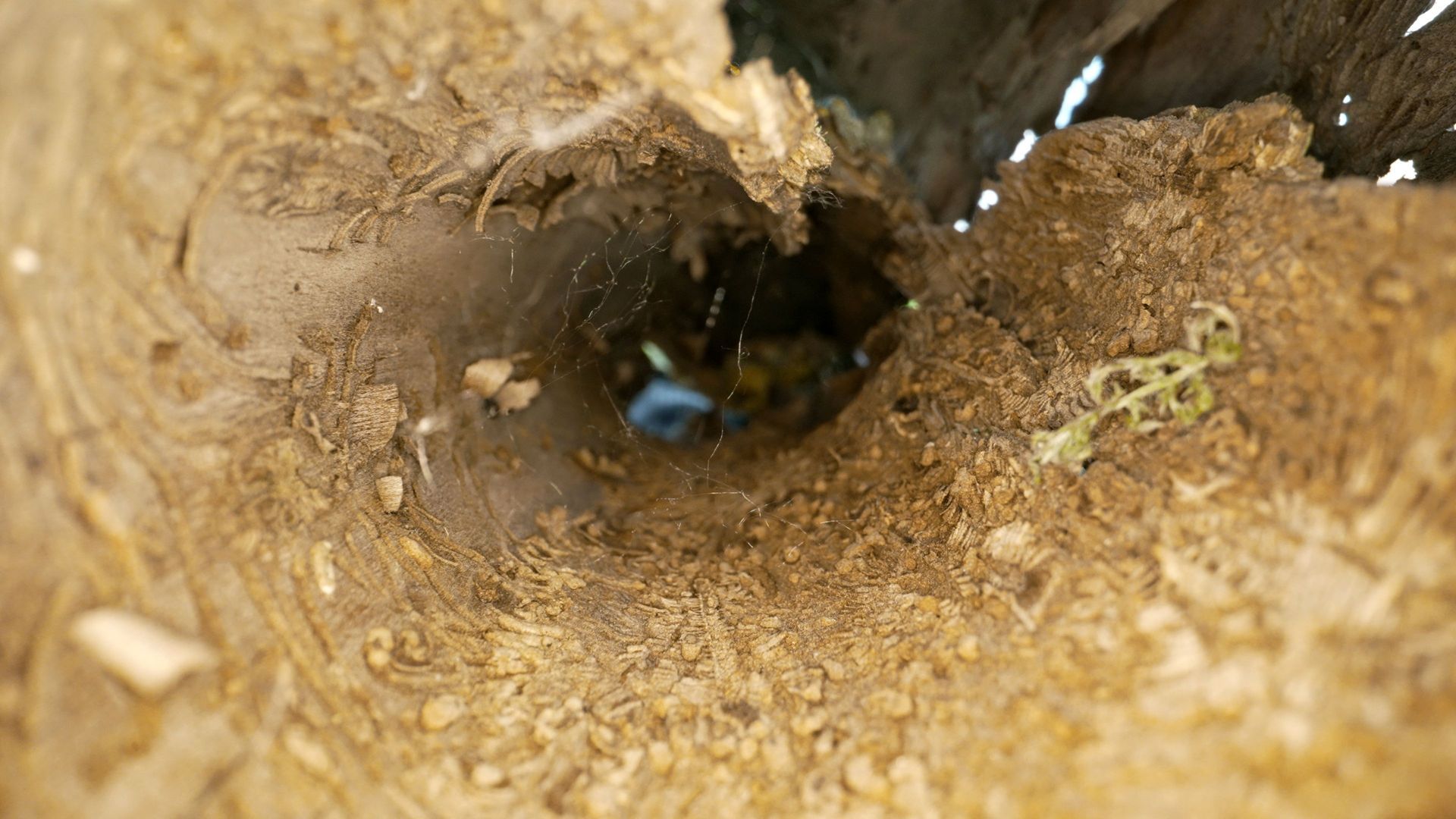 À l'intérieur d'un tunnel de terre rugueuse, un petit insecte sombre est visible près de l'ouverture centrale