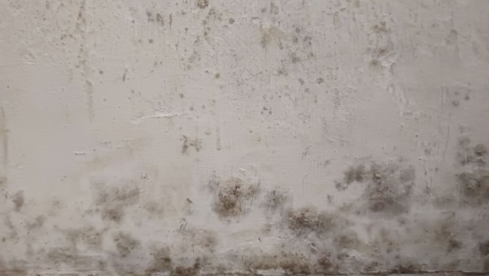 Mur recouvert de moisissures, partie inférieure fortement décolorée avec des taches brun foncé et noires, teintes plus claires au-dessus