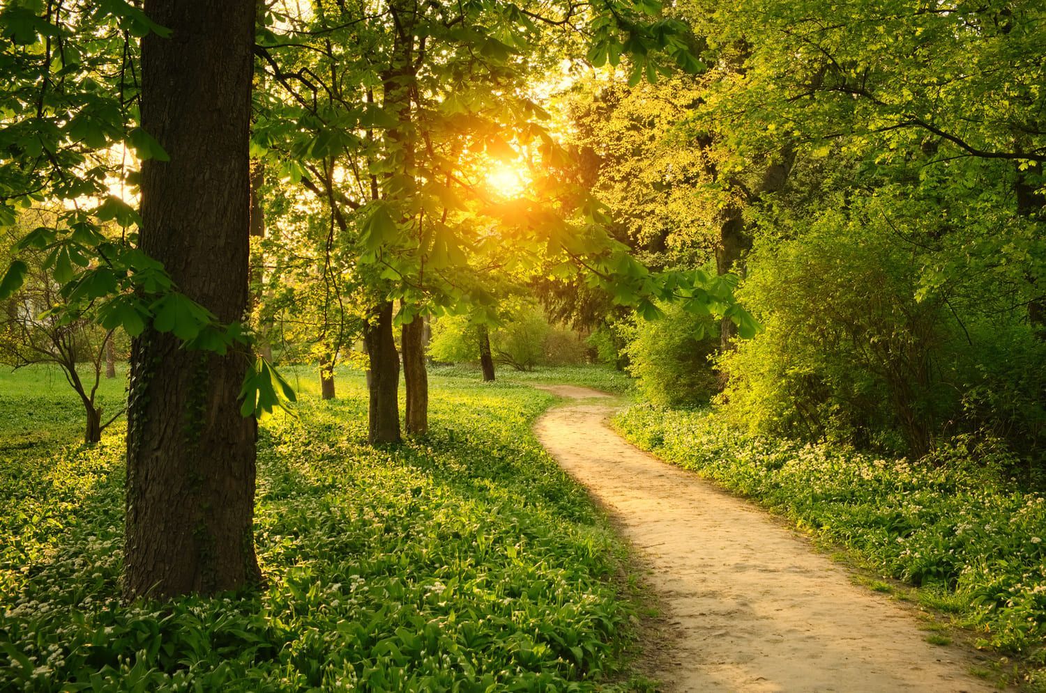 El sol brilla a través de los árboles en un camino en el bosque.