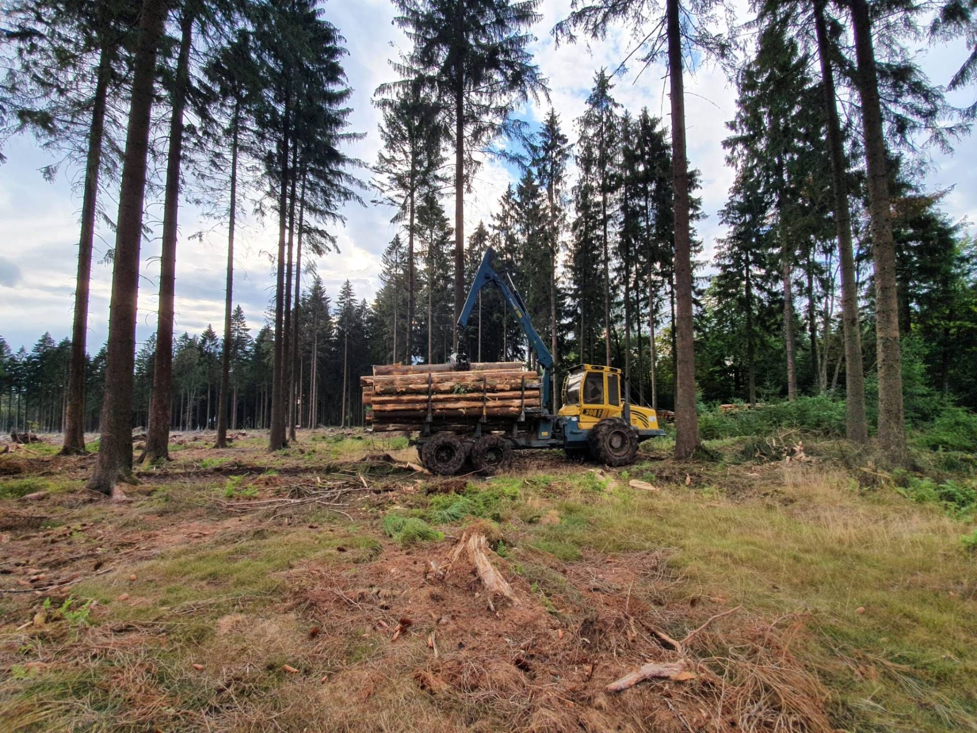 Lastwagen fährt beladen mit Holz durch einen Wald