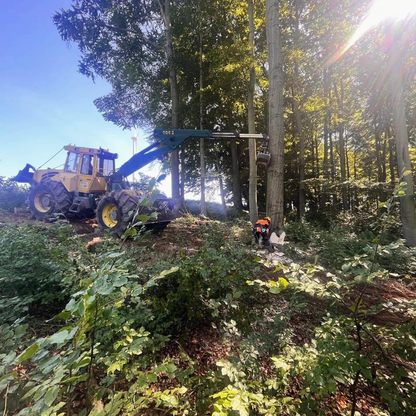 eine gelbe Baumaschine fährt durch einen Wald in Schwalenberg