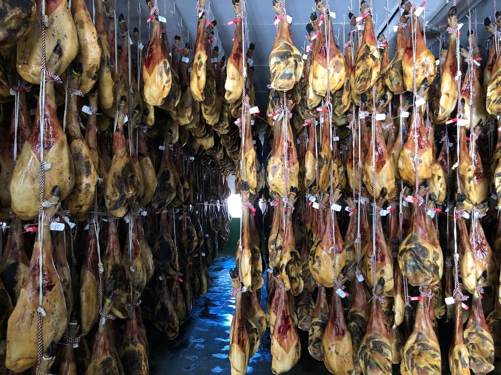 Filas de jamones curados colgados en una instalación de curado.