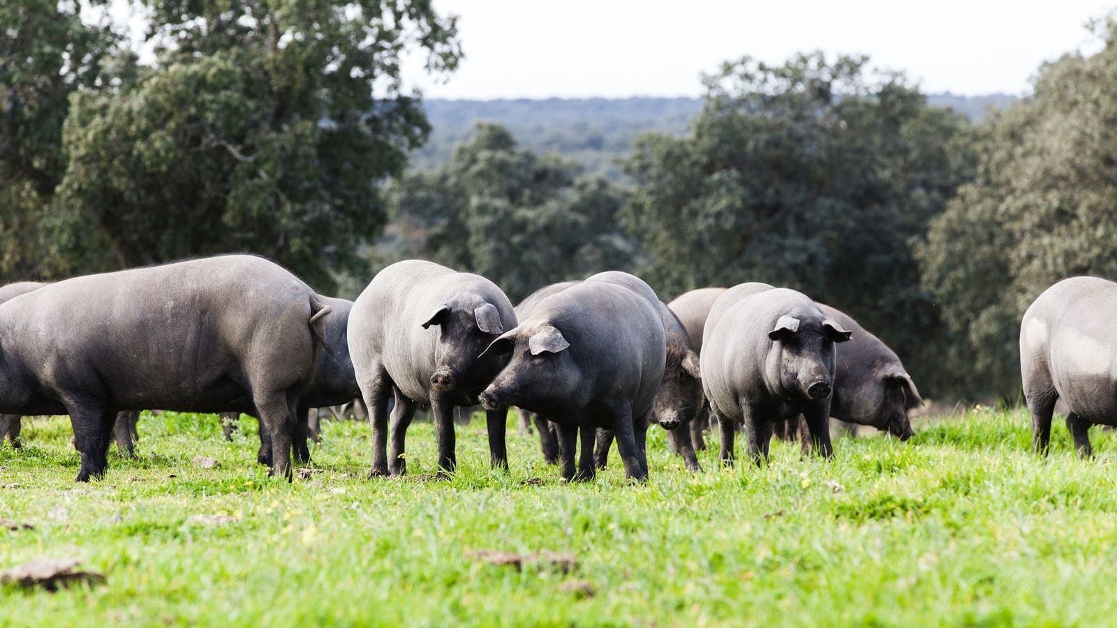 Cerdos ibéricos negros pastando sobre hierba verde en un campo con árboles al fondo.