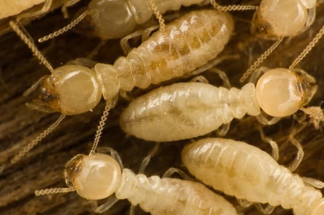 Des termites dans le bois