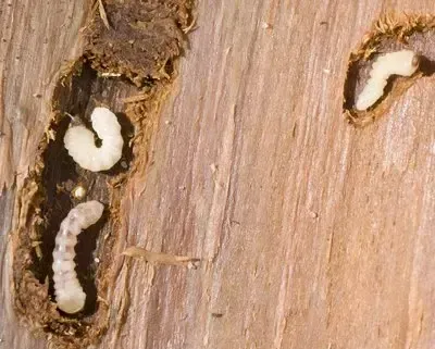 Des verres dans le bois