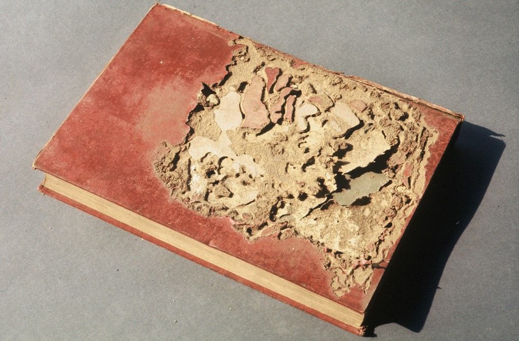Un livre infesté de termites
