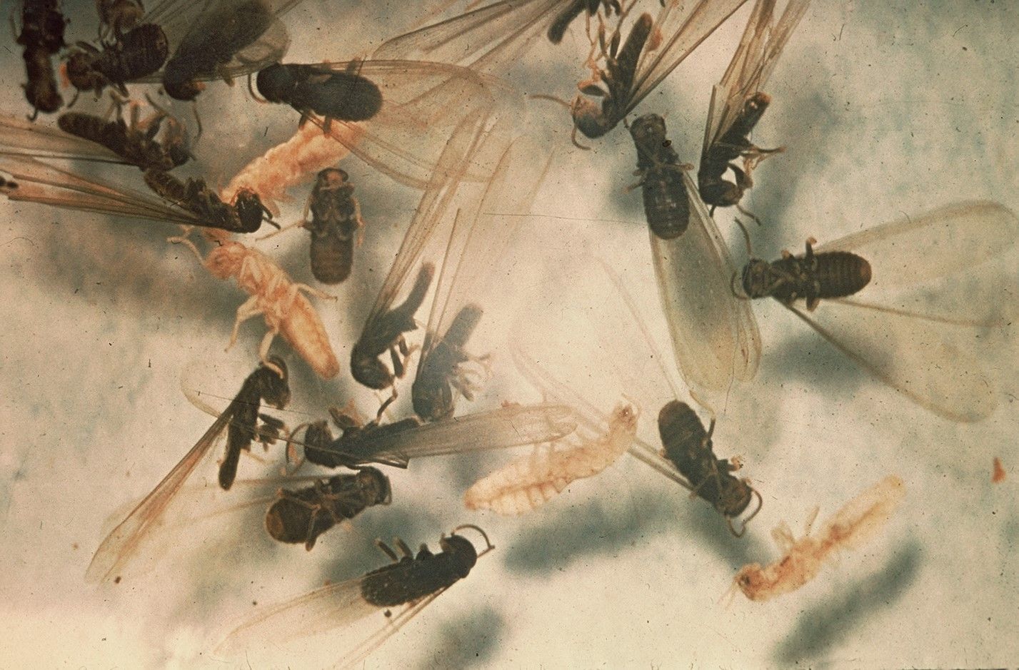 Des termites dans le bois