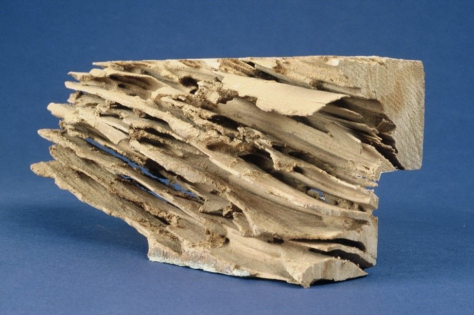 Un morceau de bois infesté de termites