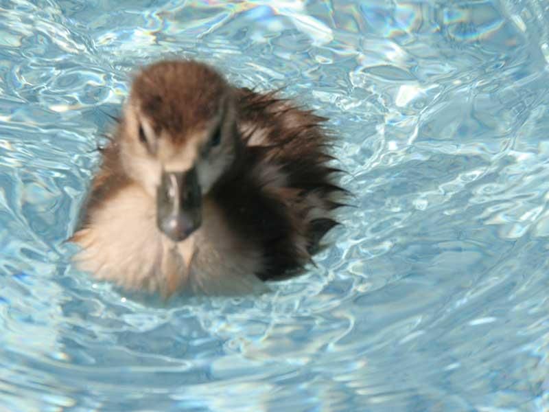 Ein Entenküken schwimmt in einem Wasserbecken.