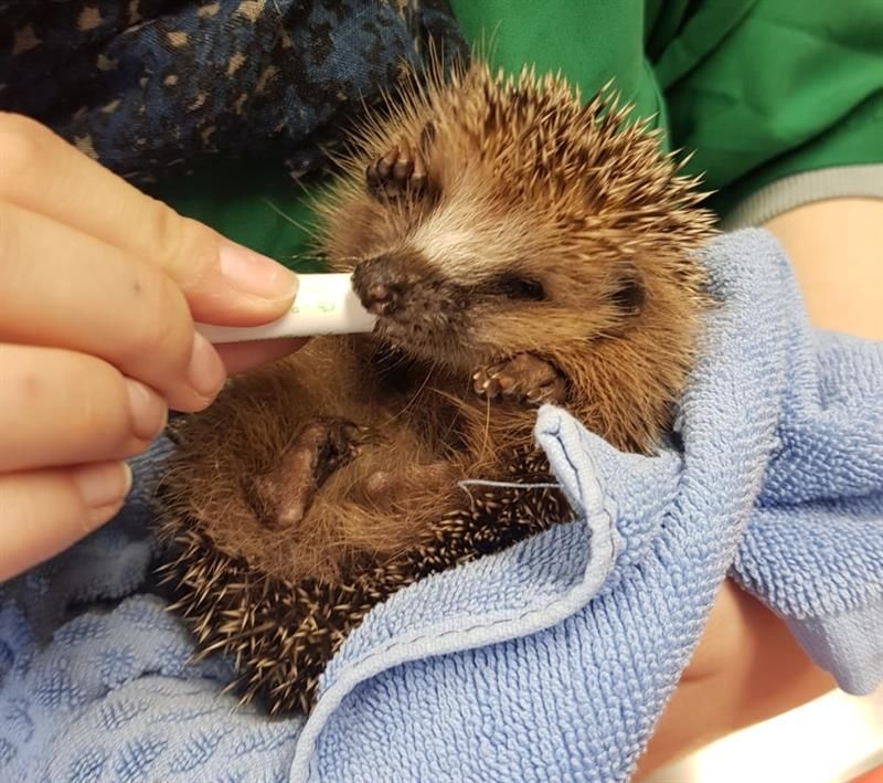 Gefundener Igel wird mit Pipette gefüttert