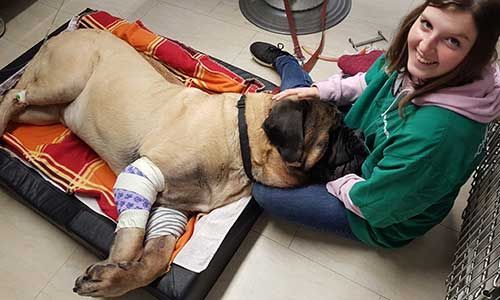 Eine Frau streichelt einen Hund, der auf einem Bett liegt.