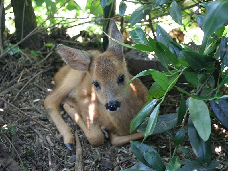 Ein Rehkitz liegt im Wald auf dem Boden