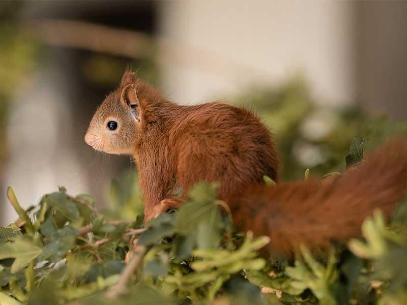 Ein Eichhörnchen sitzt oben auf einem Busch.