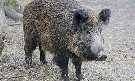 Ein Wildschwein steht auf einem Feld.