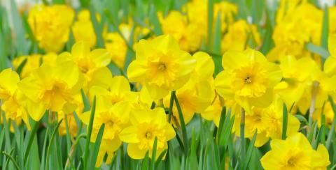 Im Gras wächst ein Strauß gelber Blumen.
