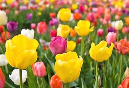 Ein Feld bunter Tulpen mit einer gelben Blume im Vordergrund.