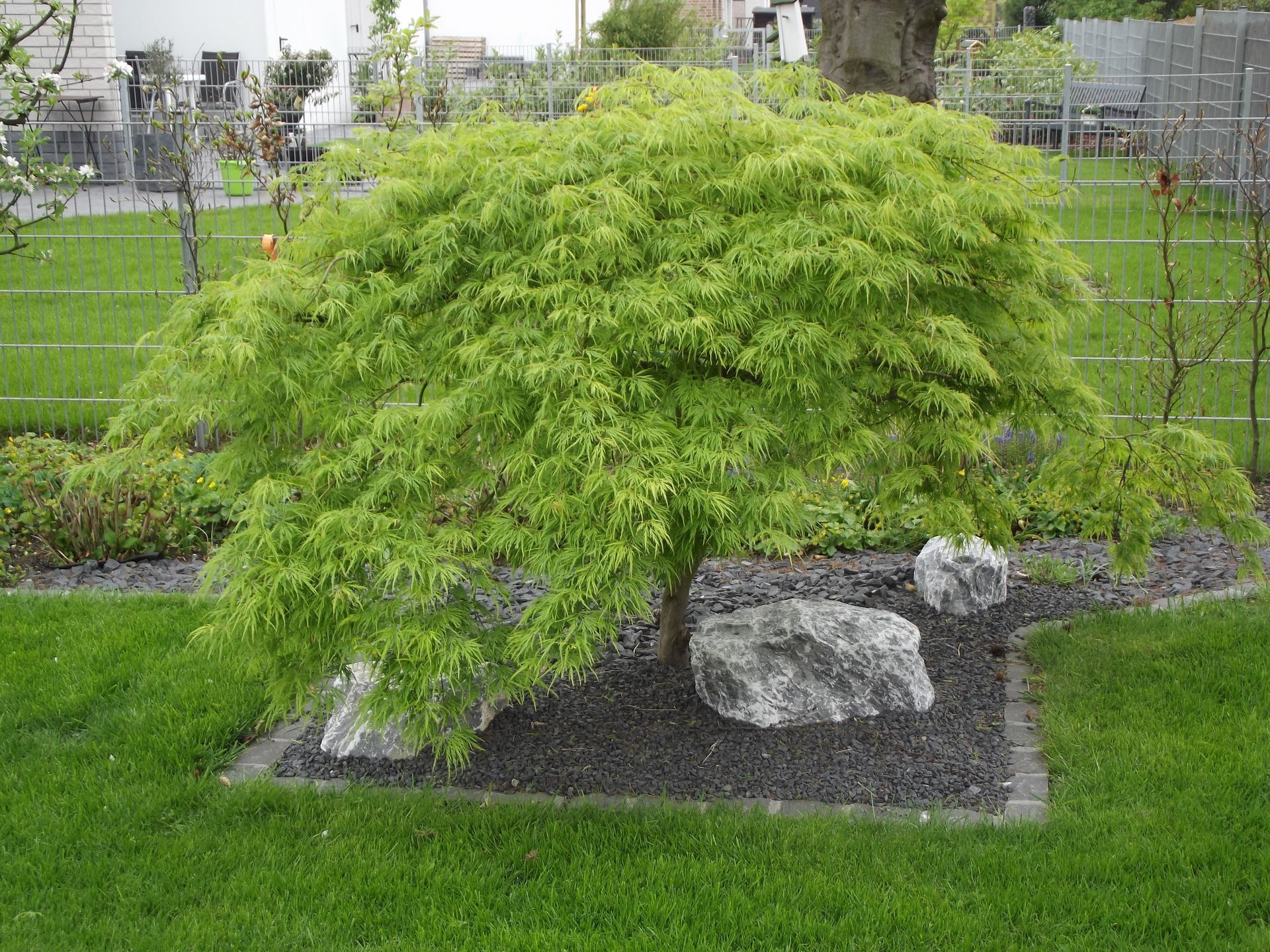 Japanischer Ahornbaum mit hellgrünen Blättern, umgeben von Felsen und Gras.