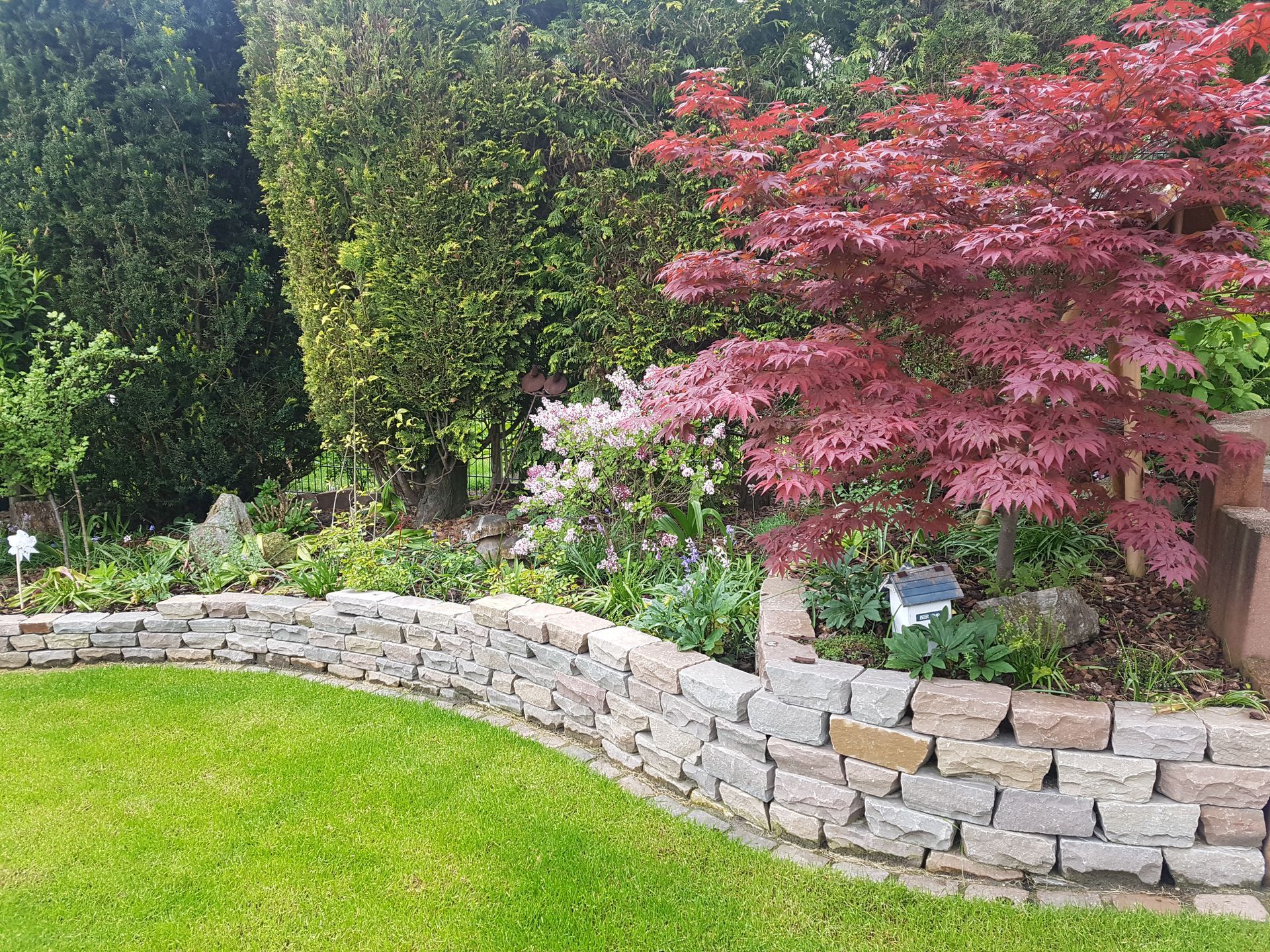 Üppiger Garten mit Steinstützmauer, grünem Rasen und einem japanischen Ahorn mit roten Blättern.
