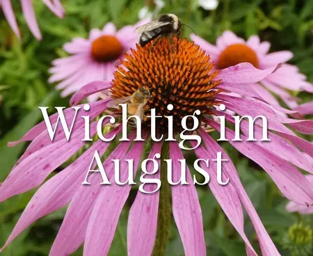 Eine Biene sitzt auf einer rosa Blume mit den Worten „Wichtig im August“ darüber