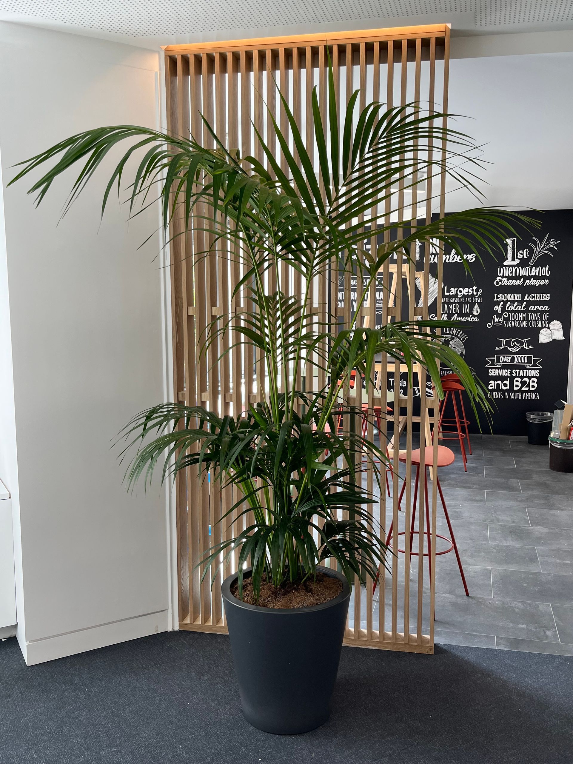 A large potted plant is sitting in front of a wooden divider.