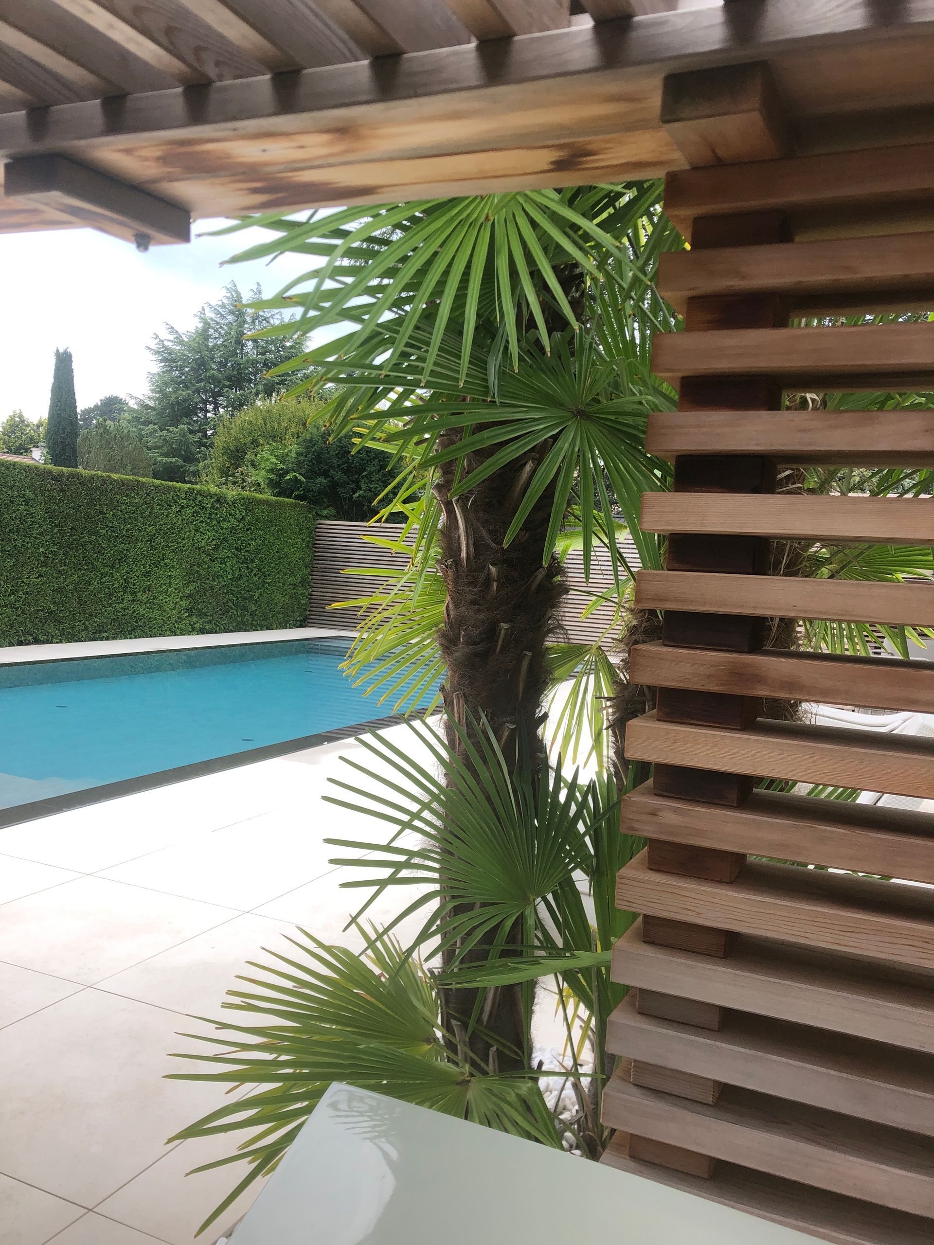 A swimming pool with a palm tree in the foreground and a wooden fence in the background.