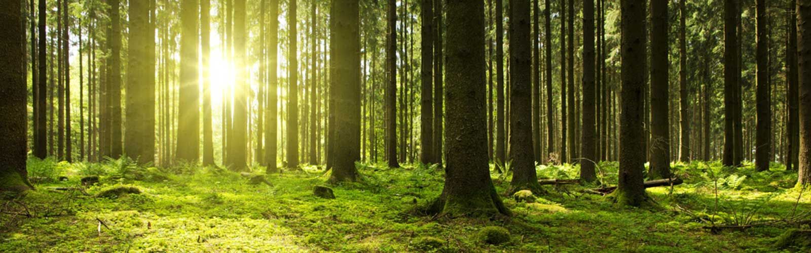 Die Sonne scheint durch die Bäume im Wald.