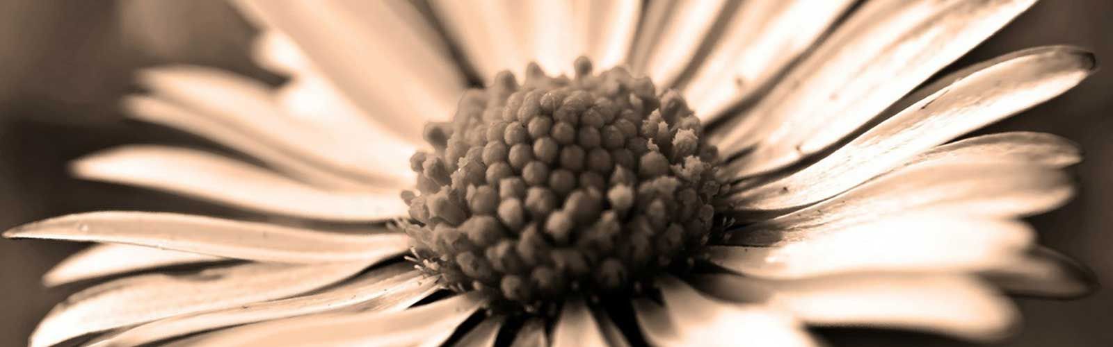 Eine Nahaufnahme einer weißen Blume mit brauner Mitte.