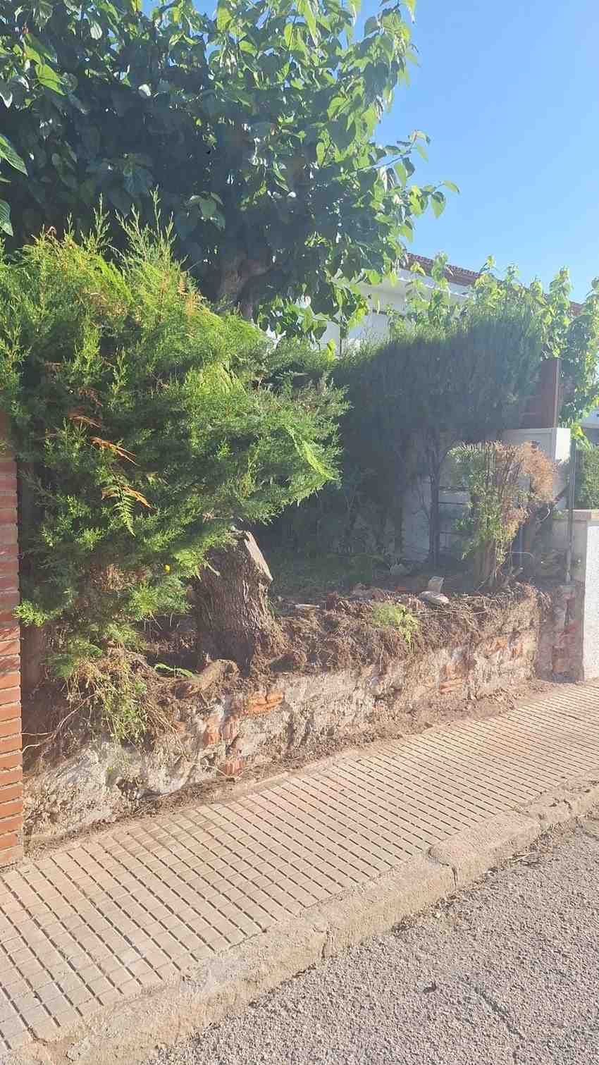 Seto crecido y muro de piedra junto a una acera en un día soleado.