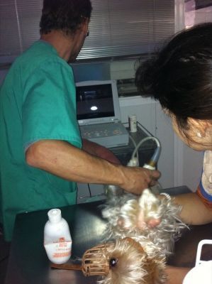Un perro está siendo examinado por un veterinario en una clínica veterinaria.