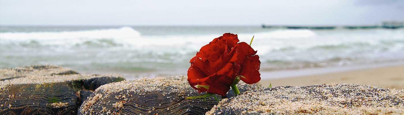 Bestattungen Birkhölzer Eine rote Rose liegt auf einem Felsen am Strand