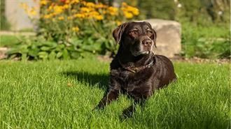 Ein brauner Hund liegt im Gras in einem Garten.