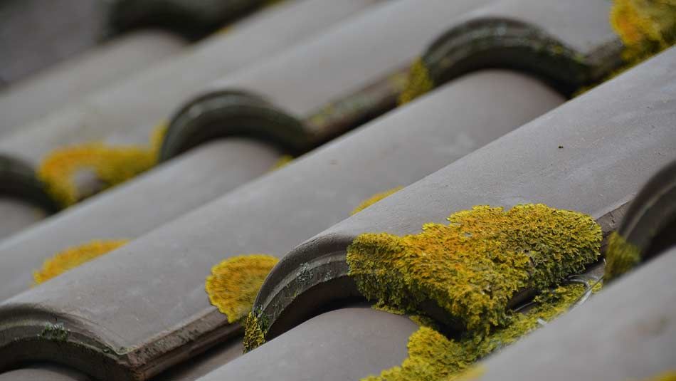 Mousse verte sur tuiles grises