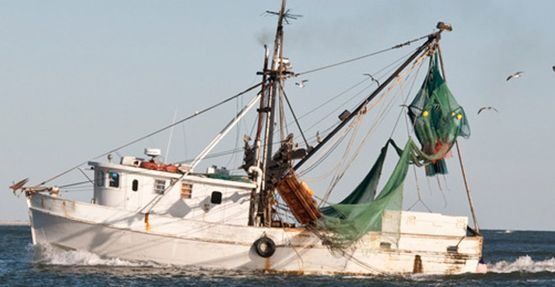 Un barco blanco con una red verde flota en el océano.