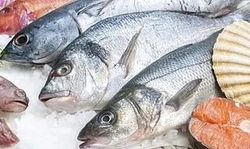 Un montón de peces están sentados encima del hielo.