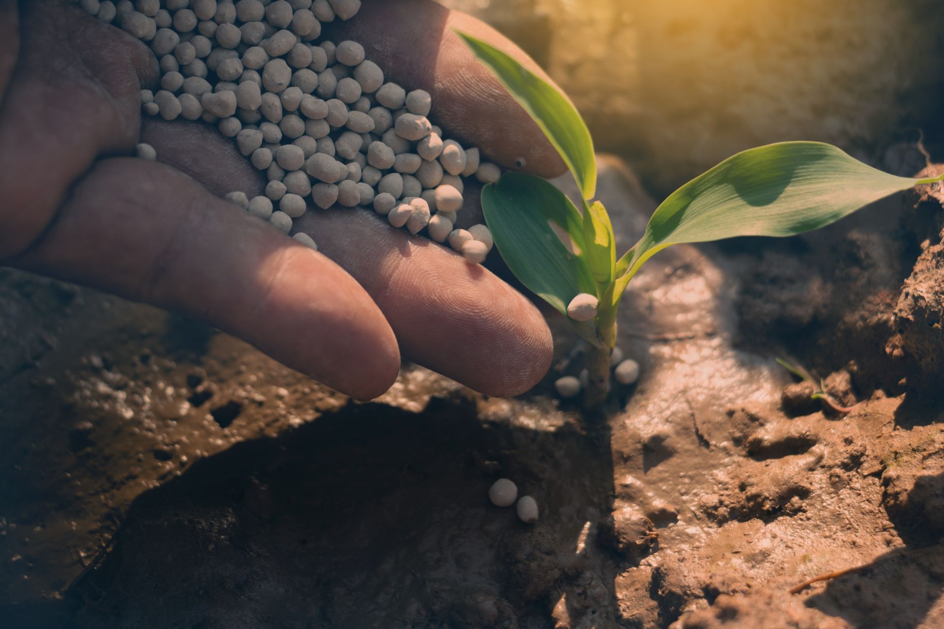 Une personne en train de mettre du fertilisant sur une plante.