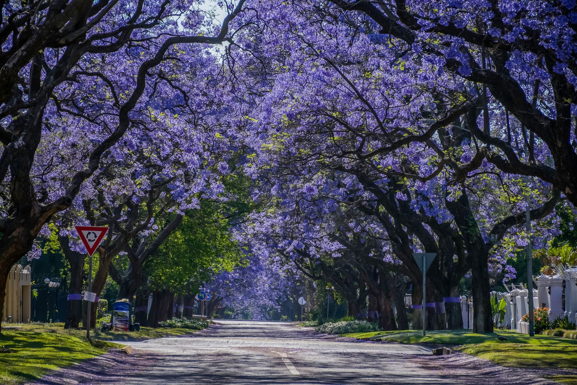 Floraison d'arbres autour d'une route