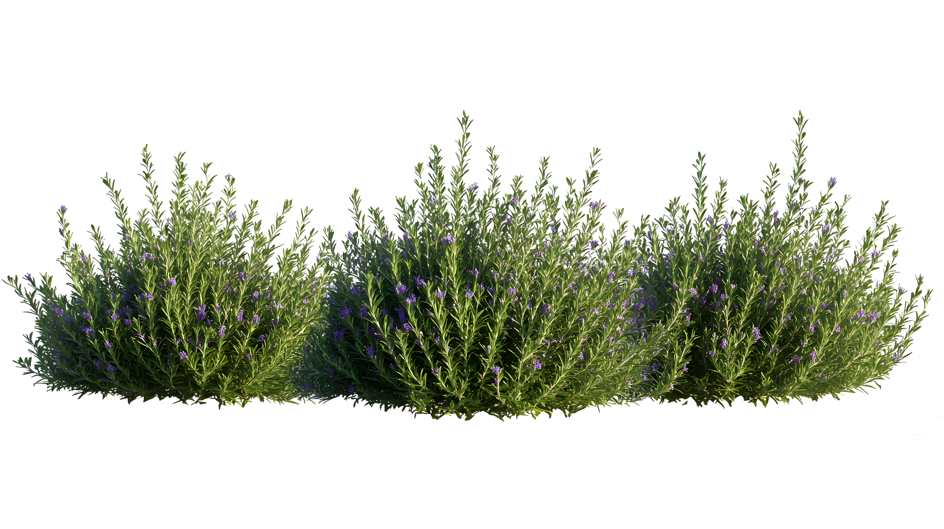 3 plants de romarin