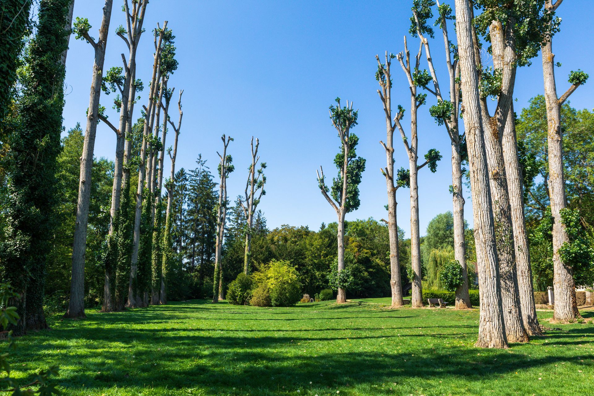 Arbres ayant été élagués