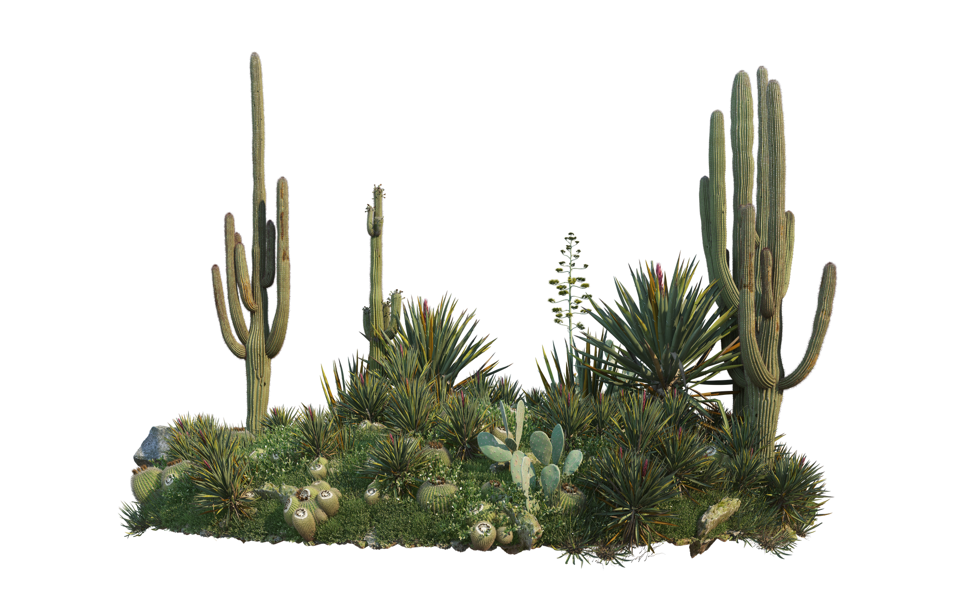 Ensemble de plantes grasses