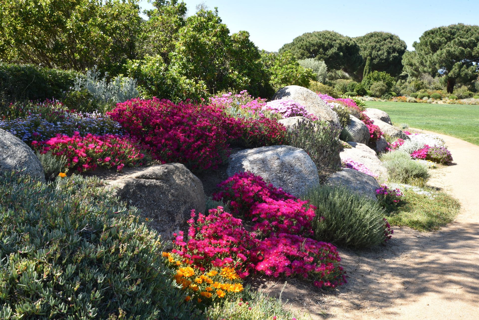 Jardin avec plantes méditerranéennes