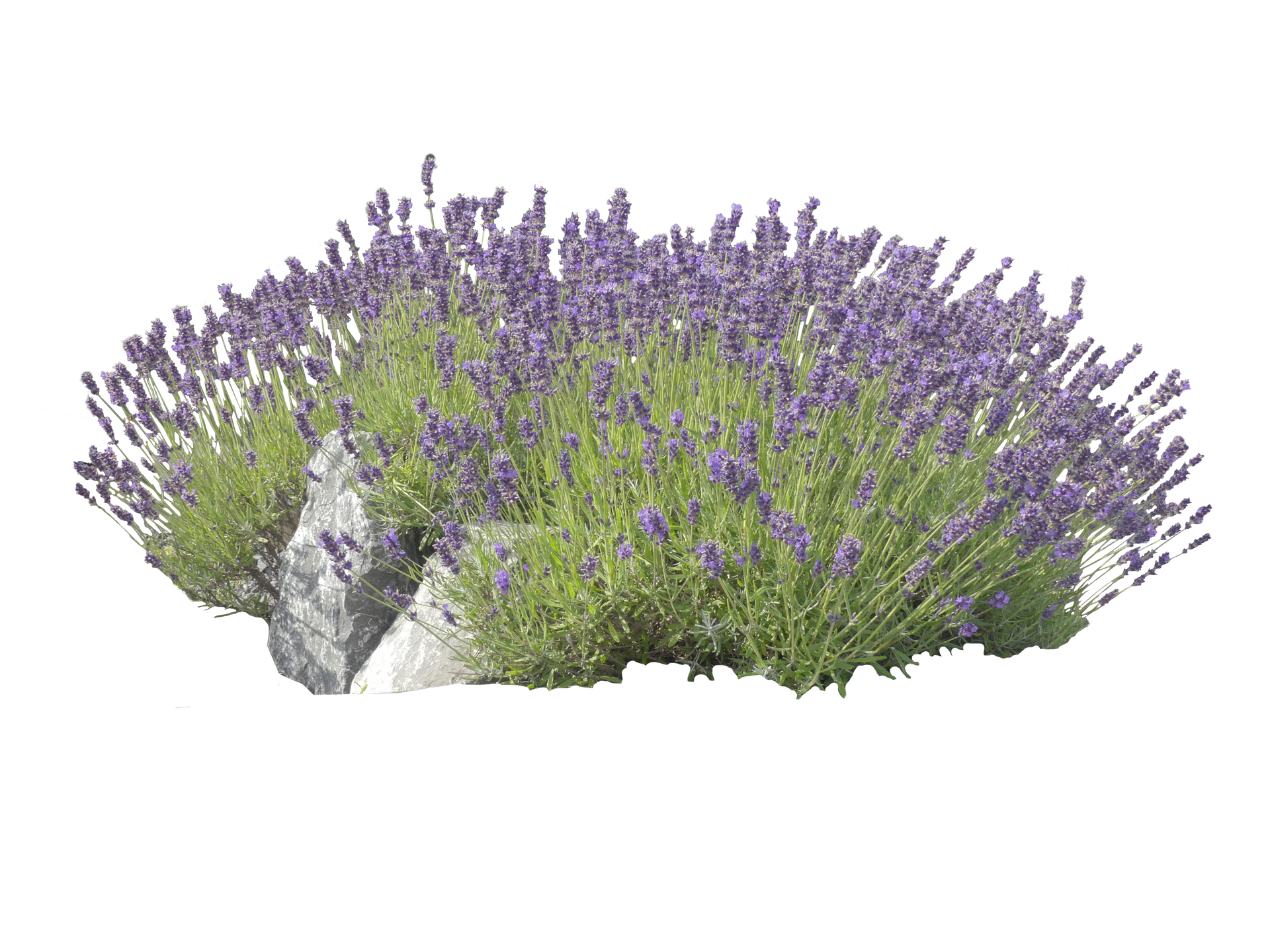 Massif de lavandes