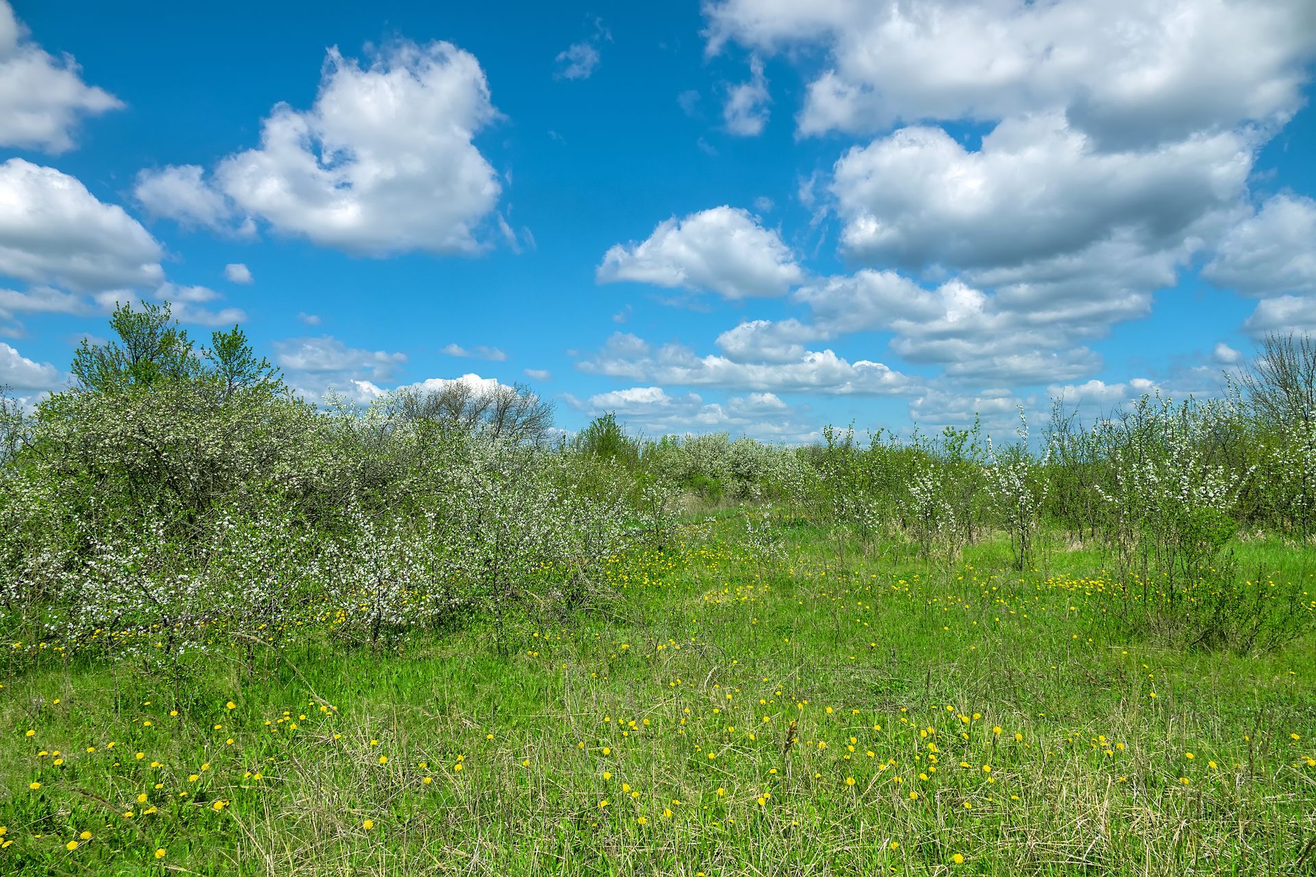 Jardin en friche